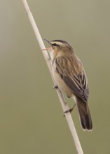Sedge Warbler (Acrocephalus schoenobaenus) singing in reedbed, Wales, United Kingdom