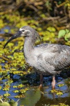 Headband Ibis (Harpiprion caerulescens) Pantanal Brazil