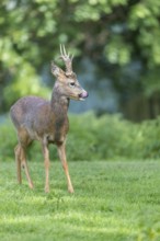 One male Roe Deer, Roe buck (Capreolus capreolus), standing on a green meadow in late light. Some