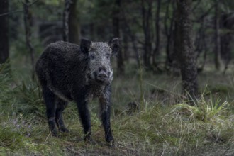 The posture of the wild boar (Sus scrofa) signals readiness to flee, mast year, acorn mast,