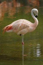 Chilean flamingo (Phoenicopterus chilensis) pink bird in pond