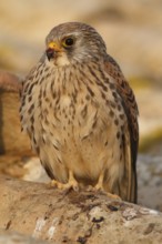 Lesser Kestrel (Falco naumanni), female resting on roof, Castile-La Mancha, Spain
