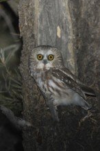 Northern Saw-whet Owl (Aegolius acadicus), Idaho, USA