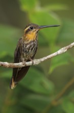 Saw-billed Hermit (Ramphodon naevius) perched on a branch in the Atlantic rainforest of southeast