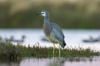 White-faced Heron (Egretta novaehollandiae), Victoria, Australia