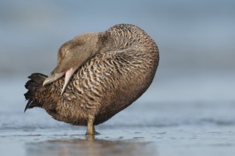 Common Eider (Somateria mollissima) female, Schleswig-Holstein, Germany