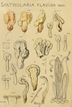 Mushroom, fungi, yellow earth tongue, yellow spatula mushroom, Spathularia clavata, authentic