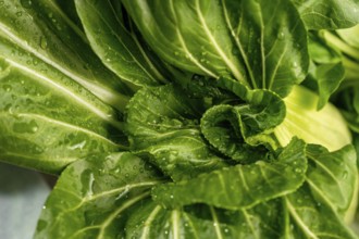 Crisp green bok choy leaves are captured in a close up with refreshing water droplets. The vibrant