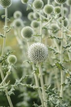 Spherical thistle (Echinops sphaerocephalus), Sarastro Stauden, Federal Republic of Germany