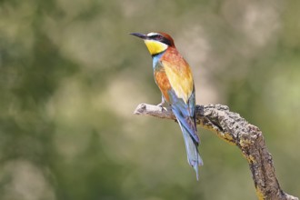 European bee-eater (Merops apiaster) sitting on a branch covered with green lichen, dorsal view,