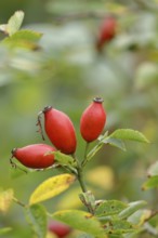 Ripe rose hips of the dog rose (Rosa canina) on a branch, Wilnsdorf, North Rhine-Westphalia,