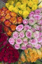 Top view of offer arrangement of roses in five bouquets bouquets of roses with pink pink yellow