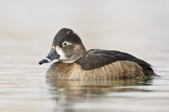Ring-necked Duck (Aythya collaris) female, British Columbia, Canada