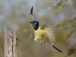 Green Jay (Cyanocorax luxuosus) flying, Texas, USA