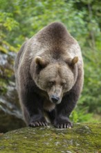 Brown bear (Ursus arctos) standing on a rock covered with moss, captive, Bavarian Forest National