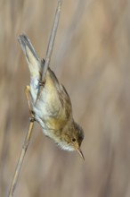 Reed Warbler, subspecies scirpaceus, (Acrocephalus scirpaceus scirpaceus), (Acrocephalus