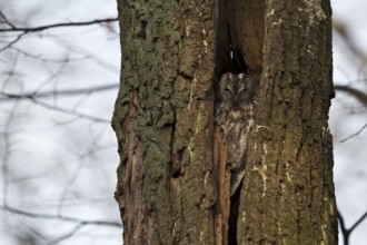 Tawny Owl (Strix aluco), Saxony, Germany