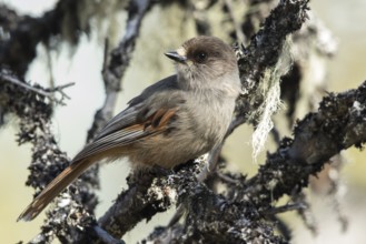 Siberian Jay (Perisoreus infaustus), Dalarna, Sweden