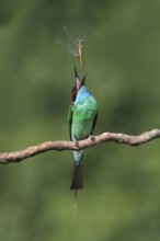 Blue-throated Bee-eater (Merops viridis) perched on a branch with dragonfly prey, Malaysia