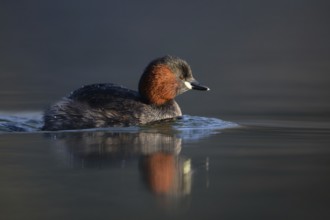 Little Grebe (Tachybaptus ruficollis), Saxony, Germany