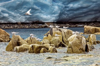 Birds on rocks surrounded by water and a glacier in the background, a bird flies over it, The