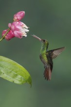 Rufous-tailed Hummingbird (Amazilia tzacatl), Costa Rica