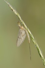 Mayfly (Ephemera glaucops), female with dewdrops, North Rhine-Westphalia, Germany