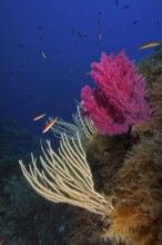 White gorgonian (Eunicella singularis) and Violescent sea-whip (Paramuricea clavata) and fish in a