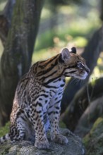 One female Ocelot, Leopardus pardalis, sitting on a rock with dry and green vegetation in the
