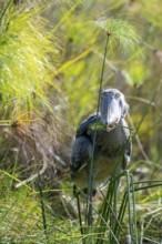 Shoebill (Balaeniceps rex), juvenile with papyrus in its beak, swamps of Mabamba, Lake Victoria,