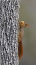 Eurasian red squirrel (Sciurus vulgaris), climbing tree trunk with dry grass in mouth,