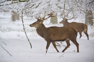 A deer strides through the snowy forest, another is visible in the background, winter, red deer