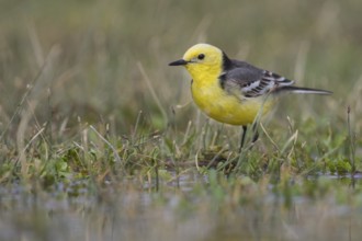 Citrine Wagtail - Zitronenstelze - Motacilla citreola ssp. citreola, Kazakhstan
