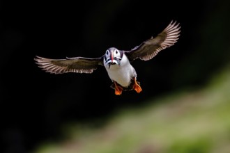 Atlantic Puffin (Fratercula arctica) flying with sandeel in its beak, Saltee Islands, Ireland