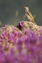 Mistle Thrush (Turdus viscivorus) perched on the ground amongst flowers, Madrid, Spain