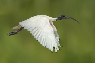 Australian White Ibis (Threskiornis molucca) flying, Victoria, Australia