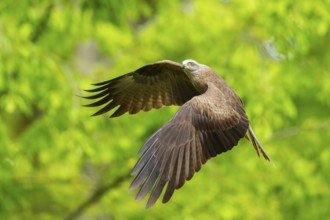 Black kite (Milvus migrans) flying in a forest in early summer, Bavaria, Germany