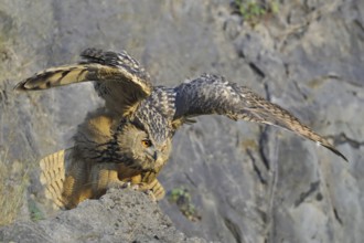 Eurasian Eagle-Owl (Bubo bubo) flying, North Rhine-Westphalia, Germany