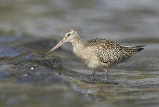 Bar-tailed Godwit (Limosa lapponica), Mecklenburg-Western Pomerania, Germany