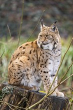 Eurasian lynx (Lynx lynx), in a forest, captive, Bavaria, Germany