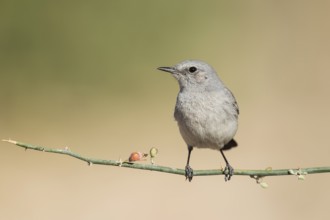 Blackstart (Oenanthe melanura), Eilat, Israel