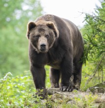 Brown bear (Ursus arctos) stands on a rock and looks attentively, Germany