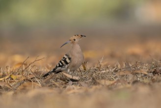 Eurasian Hoopoe (Upupa epops) foraging on the ground in a field of dry grass, Sreepur, Gazipur,