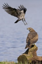Black Kite (Milvus migrans), Saxony-Anhalt, Germany