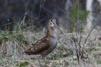 Eurasian Woodcock (Scolopax rusticola), Dalarna, Sweden