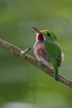 Cuban Tody (Todus multicolor) perched on a branch in Cuba
