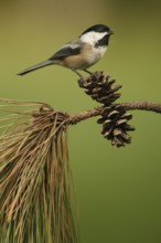 Black-capped Chickadee (Poecile atricapillus), Ohio, USA