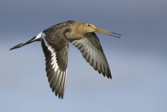 Black-tailed Godwit (Limosa limosa) flying, Netherlands