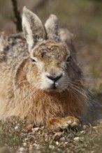 European brown hare (Lepus europaeus) adult animal sleeping in grassland in summer, England, United