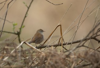 Cetti's warbler (Cettia cetti) adult male bird perched on a tree branch in spring, RSPB Minsmere
